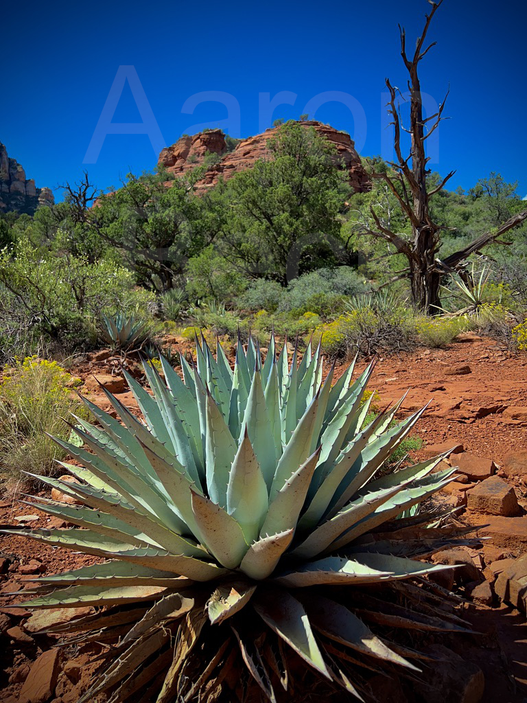 Agave